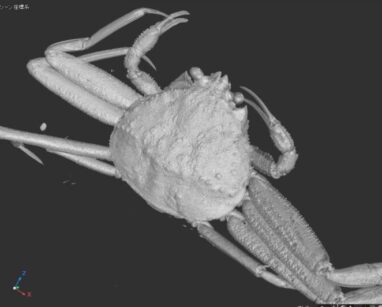 カニをCTスキャンしてみました！