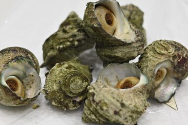 サザエをCTスキャンしてみました！